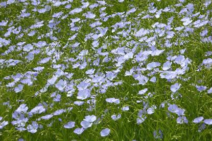 Flower_of_linseed_oil_crop_-_geograph.org.uk_-_4961122