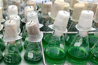 Low-Res_Fang-lab-algaeflasks-1200-628-2-6-26