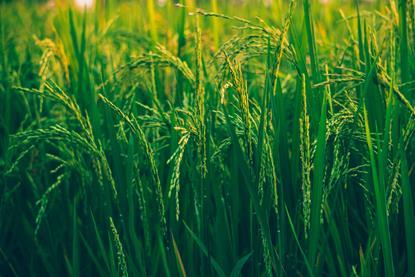 pexels-ashutoshsonwani-1509607