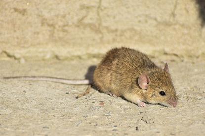 Mus_musculus_2254