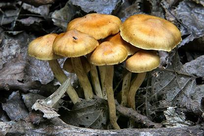 A cluster of brown mushrooms in forest soil