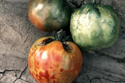 Tomatoes with blotching patterns