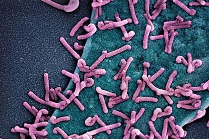 Marburg_virus_outbreak