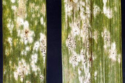 Barleypowderymildew