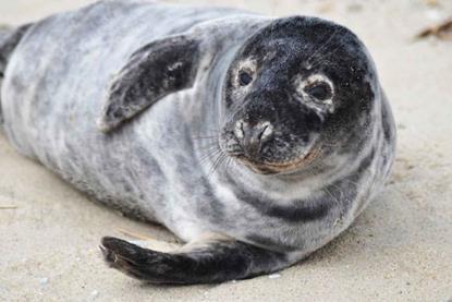 Grey_seal_animal_halichoerus_grypus
