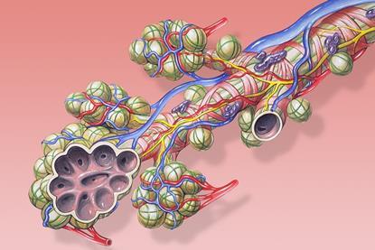 Bronchial_anatomy