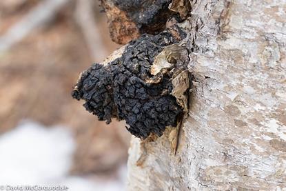 Inonotus_obliquus_(Nova_Scotia,_Canada)