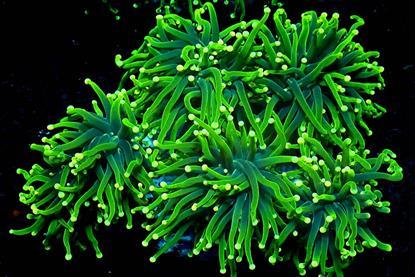 Stylophora_pistillata-1