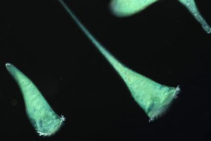 Low-Res_画像ソライロラッパムシ_2H2A5640_BC (1)