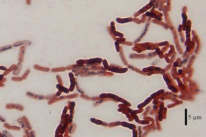 Bacillus_megaterium_DSM-90_cells