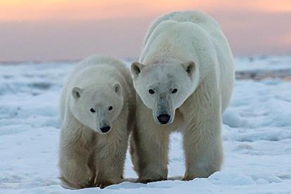 Polar_Bears_-_Marko_Dimitrijevic