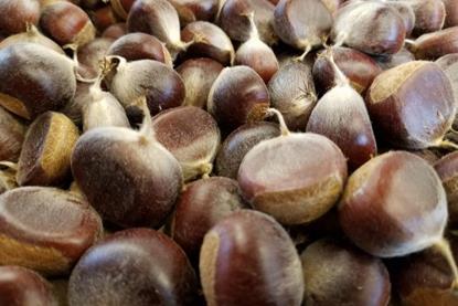Low-Res_Harvested chestnuts