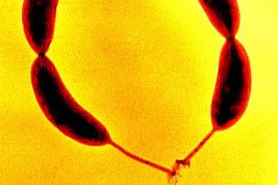 Caulobacter_crescentus