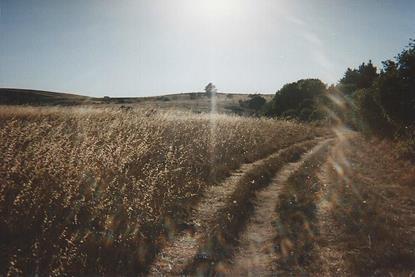 Pogonip_Lookout_Trail_in_grassland_1999