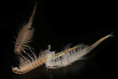 Artemia_salina_4