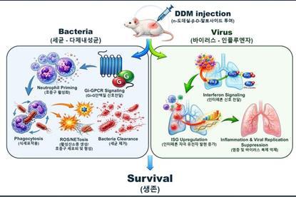 Low-Res_Attachment 1. Schematic illustration of DDM-induced innate immune activation and infection protection