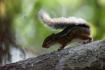 Funisciurus_pyrropus_14006853