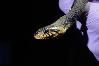 Low-Res_banded watersnake 1 PC taylor miller