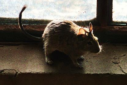 Rats_(116626671)