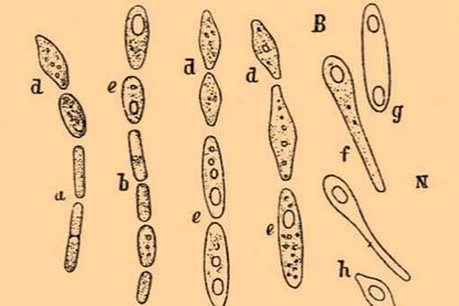 Brockhaus_and_Efron_Encyclopedic_Dictionary_b80_819-2