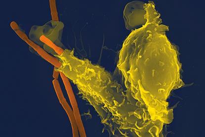 Neutrophil_with_anthrax_copy