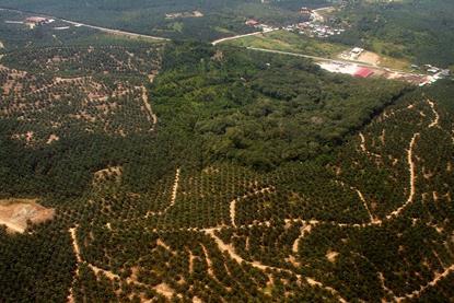 Oil_palm_and_rainforest_fragment_Borneo