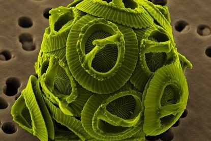 Gephyrocapsa_oceanica_brighter