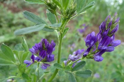 Alfalfa_(Medicago_sativa)_I