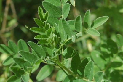Astragalus_membranaceus