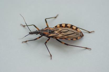 Triatoma_brasiliensis