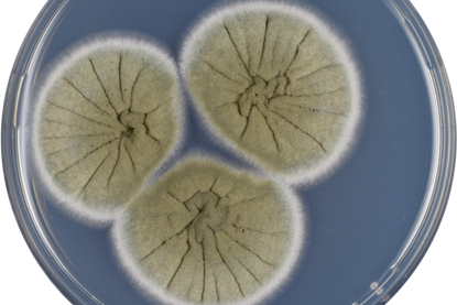 Aspergillus_caespitosus_cya