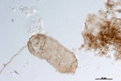 Low-Res_image of N. majensis from the McDermott Formation, Australia, copyright E Javaux (1)