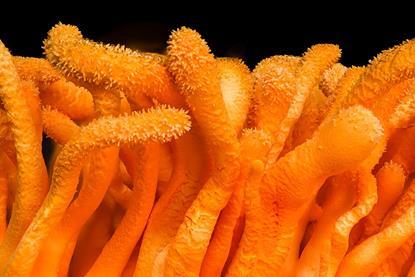 Cordyceps_Militaris