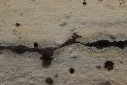Phanerochaete_sp._(39567241162)