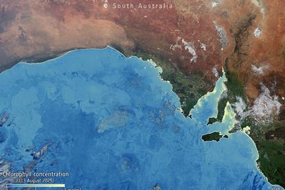 Algae_bloom_chlorophyll_South_Australia_ESA512113