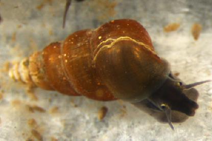 Oncomelania_hupensis_nosophora