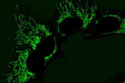 Low-Res_Mitochondria