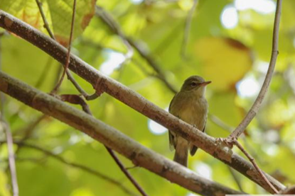 Low-Res_Seychelles warbler_credit Claire Lok Sze Tsui UEA
