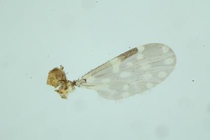 Low-Res_High-resolution microscopic image of insect wing