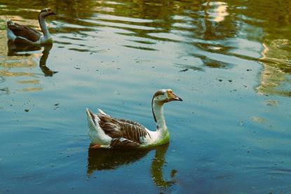 Domestic_Chinese_Geese_Anser_cygnoides_on_green_water_08