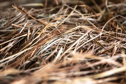 pexels-magda-ehlers-pexels-9349145