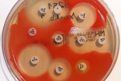 Serratia_marcescens_-_antibiogram