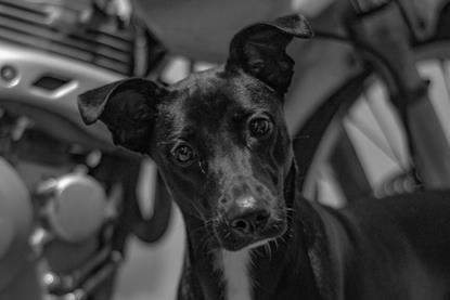 pexels-lucho-castro-barrantes-177098-5032843