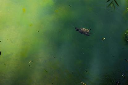 pexels-muhammed-furkan-birogul-622168247-17815261