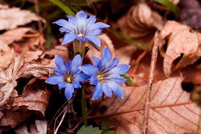 Gentiana_squarrosa_2