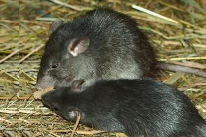 Low-Res_Roofrat_Hagenbeck_02_16-9