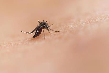 Low-Res_Mosquito_Ades mosquito biting skin_credit National Institute of Allergy and Infectious Diseases on Unsplash Z2pq_4mj6BI