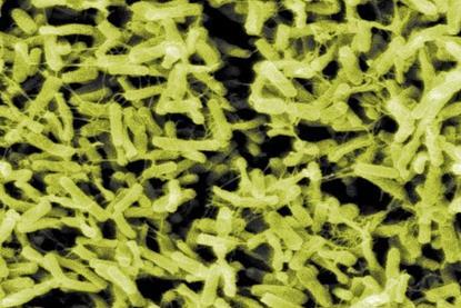 ClostridiumDifficile