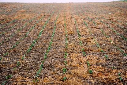 Ackerbohnen-Direktsaat_2