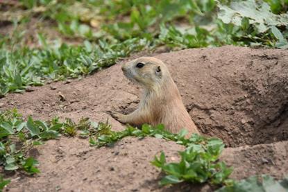 Low-Res_Boulder_juvy_emerging-from-burrow